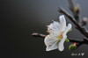 AAA_5160.jpg