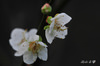 AAA_5162.jpg