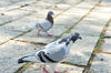 DSC_3294.jpg