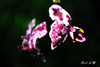 AAA_5090.jpg