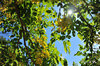 AAA_5108.jpg