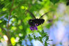 AAA_5154.jpg