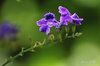 DSC_4679.jpg
