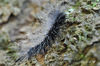 DSC_4732.jpg