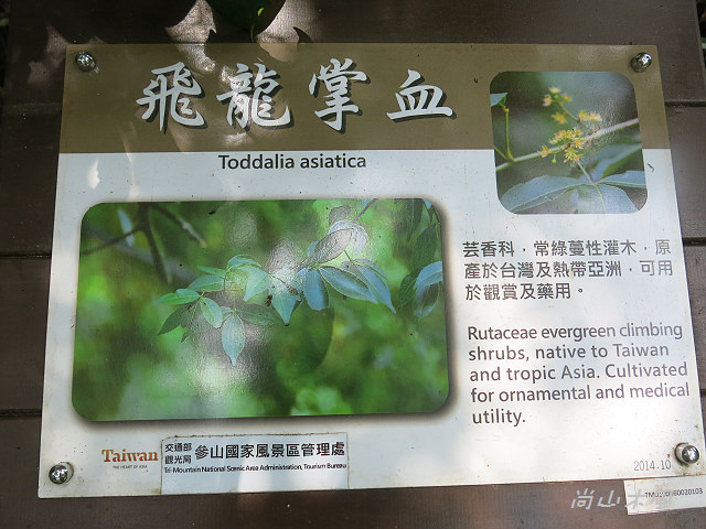 藤坪步道桐遊趣