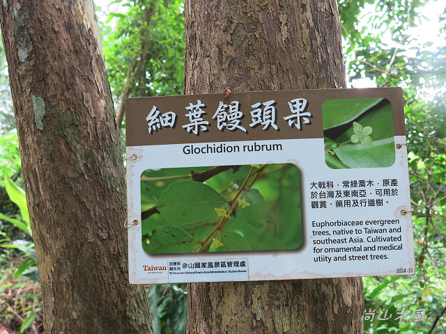 藤坪步道桐遊趣