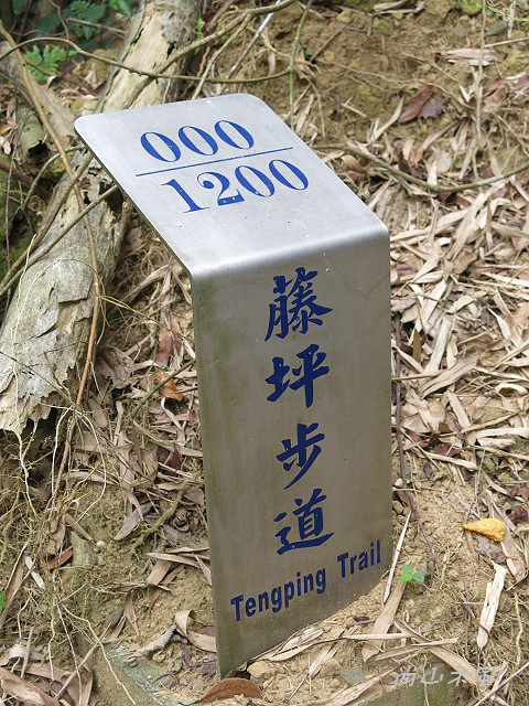 藤坪步道桐遊趣