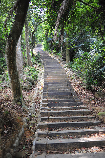 藤坪步道桐遊趣