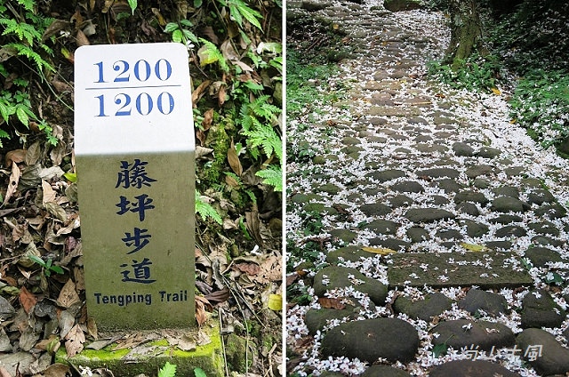 藤坪步道桐遊趣
