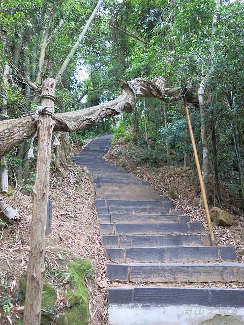 藤坪步道桐遊趣