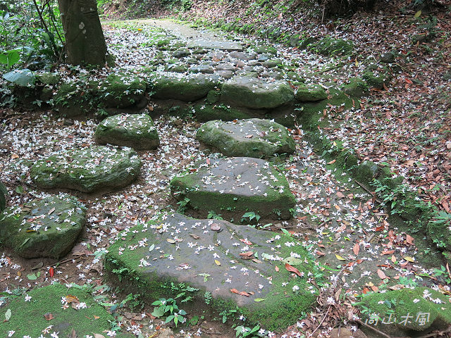 藤坪步道桐遊趣