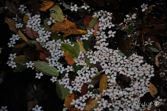 藤坪步道桐遊趣