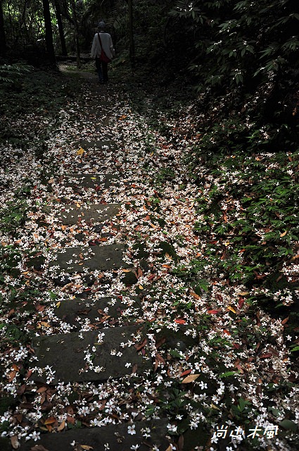 藤坪步道桐遊趣