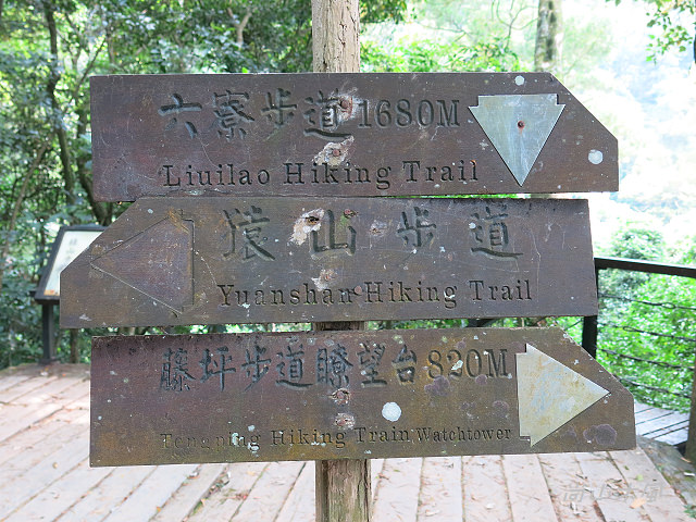 藤坪步道桐遊趣