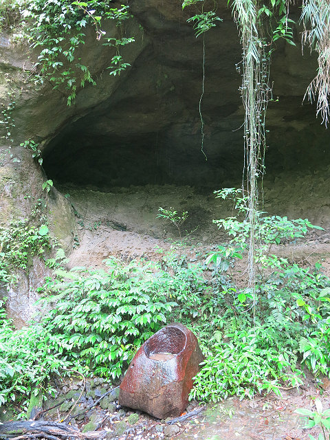藤坪步道桐遊趣