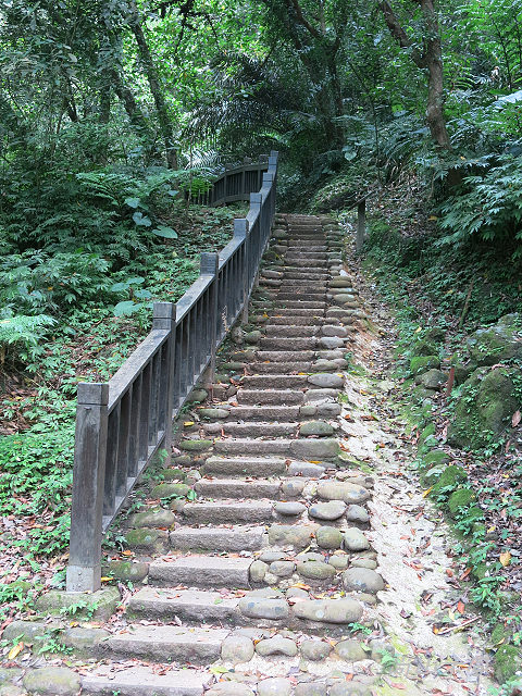 藤坪步道桐遊趣
