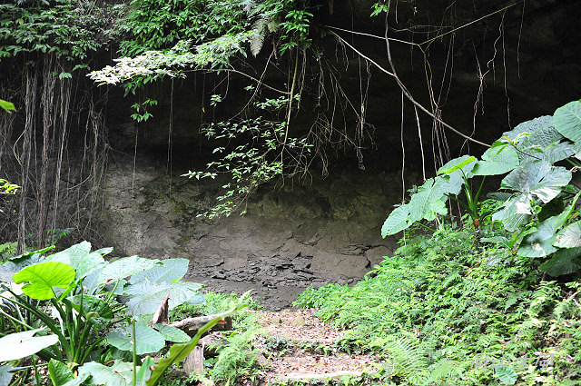 藤坪步道桐遊趣