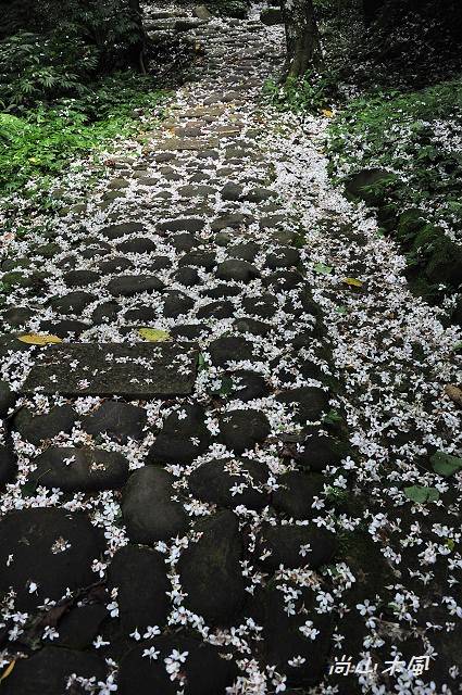 藤坪步道桐遊趣
