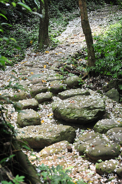 藤坪步道桐遊趣