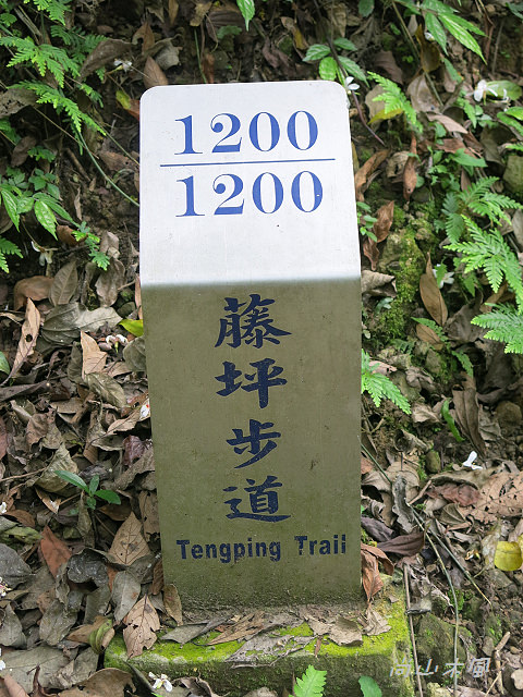 藤坪步道桐遊趣