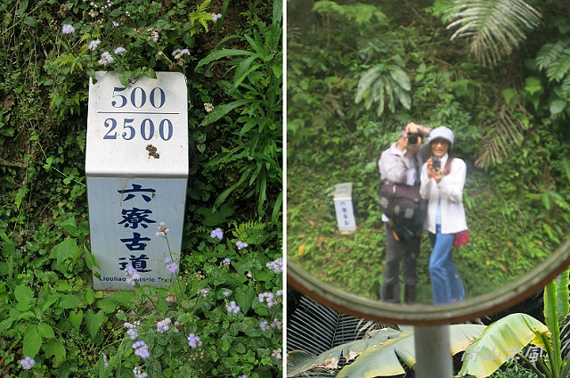 藤坪步道桐遊趣