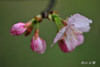 DSC_4031.jpg