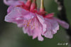 DSC_3934.jpg