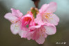 DSC_4071.jpg