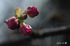 DSC_3950.jpg