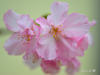 DSC_4156.jpg