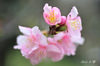 DSC_4021.jpg