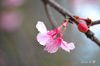 DSC_4093.jpg