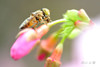 DSC_4116.jpg