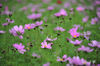DSC_4619.jpg