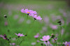 DSC_4625.jpg