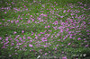 DSC_4612.jpg