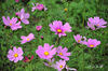 DSC_4627.jpg