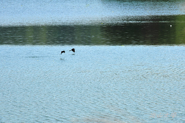 峨嵋湖畔雨中行