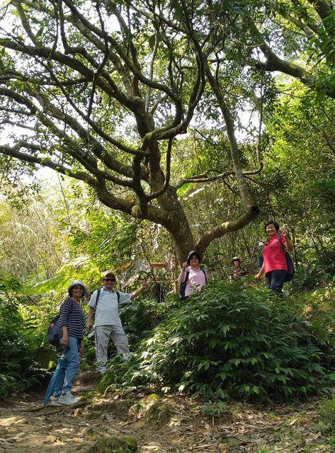 桃園登山、賞花去 - 第35張圖 桃園登山、賞花去