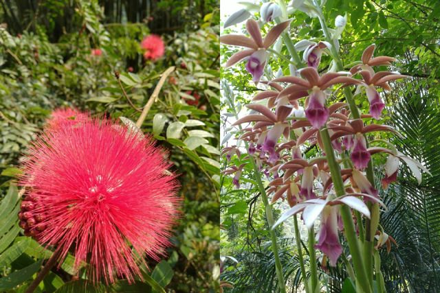 桃園登山、賞花去 - 第26張圖 桃園登山、賞花去