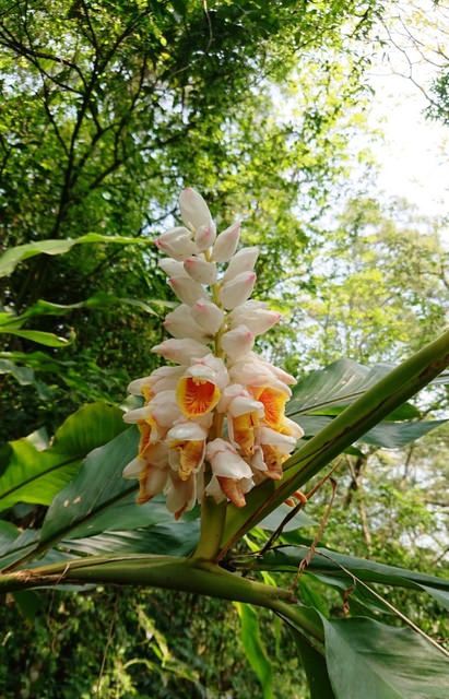 桃園登山、賞花去 - 第57張圖 桃園登山、賞花去