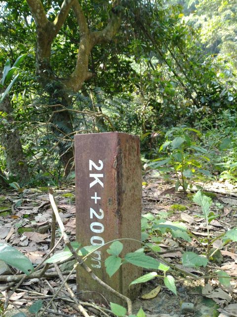 桃園登山、賞花去 - 第24張圖 桃園登山、賞花去