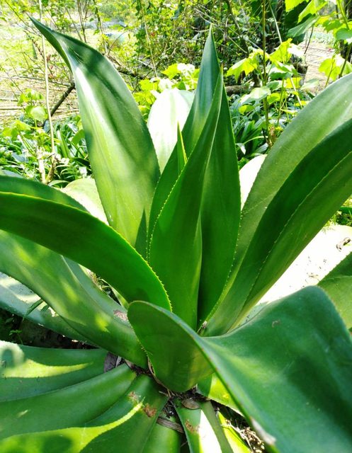 桃園登山、賞花去 - 第27張圖 桃園登山、賞花去