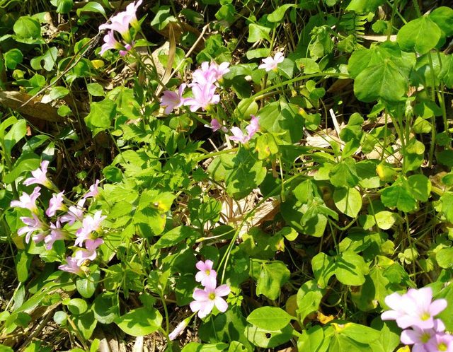 桃園登山、賞花去 - 第78張圖 桃園登山、賞花去