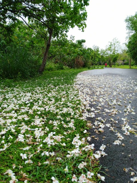 河濱公園踏青趣 - 第4張圖 河濱公園踏青趣