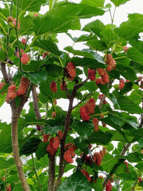 河濱公園踏青趣 - 第25張圖 河濱公園踏青趣