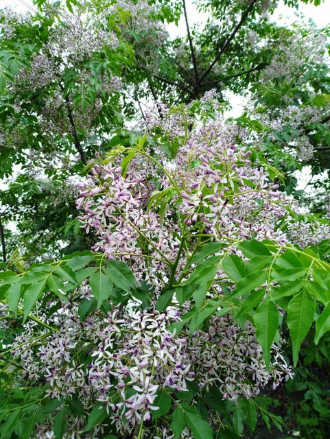 河濱公園踏青趣 - 第23張圖 河濱公園踏青趣