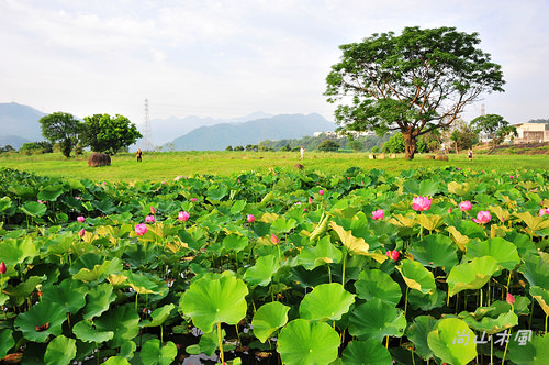 河濱公園踏青趣 - 第27張圖 河濱公園踏青趣