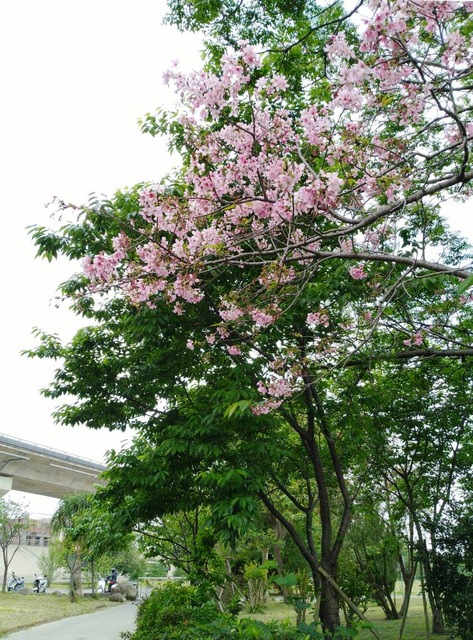 河濱公園踏青趣part3