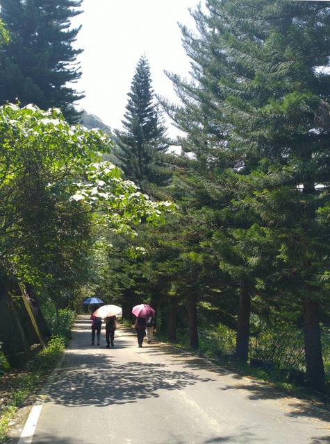 內灣東窩步道遠足去